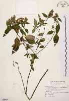 藏品(臺灣鱗球花)的圖片