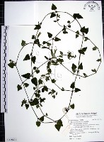 藏品(倒地蜈蚣)的圖片