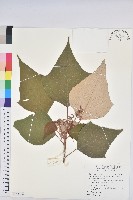 藏品(白匏子)的圖片