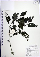 藏品(光果龍葵)的圖片