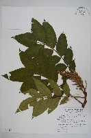 藏品(羅氏鹽膚木)的圖片