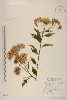 藏品(小舌菊、蔓綿菜)的圖片