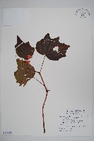 藏品(裂葉秋海棠)的圖片