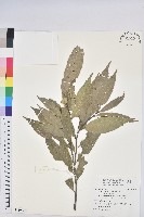 藏品(桂林栲)的圖片