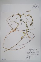 藏品(平伏莖白花菜、成功白花菜)的圖片