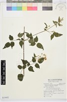 藏品(梨山小蓑衣藤)的圖片