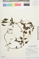 藏品(小木通)的圖片