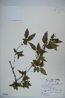 藏品(狹葉莢迷)的圖片