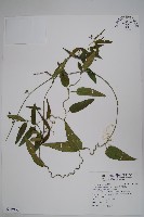 藏品(台灣鷗蔓)的圖片