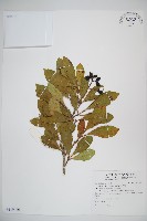 藏品(珊瑚樹)的圖片