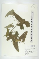 藏品(王瓜)的圖片