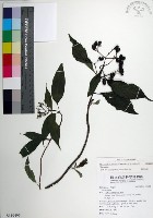 藏品(台北玉葉金花)的圖片