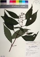 藏品(台北玉葉金花)的圖片