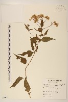 藏品(田代氏澤蘭)的圖片