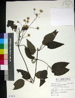 藏品(麥氏鐵線蓮)的圖片