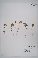 藏品(假海馬齒)的圖片