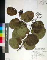 藏品(臭娘子)的圖片