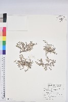 藏品(匍根大戟)的圖片