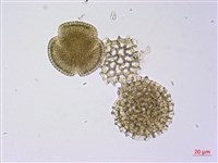 藏品(石蓯蓉)的圖片