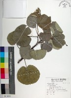 藏品(黃槿)的圖片