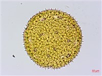 藏品(黃細心)的圖片