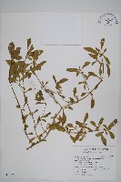 藏品(蓮子草)的圖片