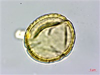 藏品(密花黃菫)的圖片