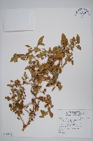 藏品(番杏)的圖片