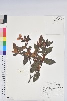 藏品(金毛杜鵑)的圖片