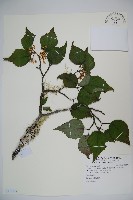 藏品(樺葉莢迷、玉山莢迷)的圖片