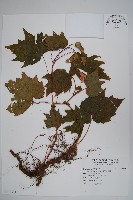 藏品(裂葉秋海棠)的圖片