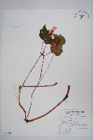 藏品(裂葉秋海棠)的圖片