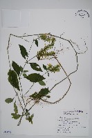 藏品(臺灣明萼草)的圖片