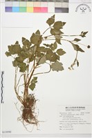 藏品(水辣菜、禺毛茛)的圖片