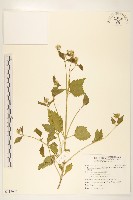 藏品(貓腥草)的圖片