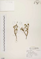 藏品(馬齒莧)的圖片