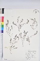 藏品(伏生大戟)的圖片