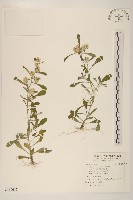 藏品(鼠麴舅)的圖片