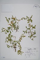 藏品(蓮子草)的圖片