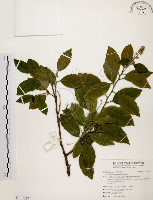 藏品(鼠刺)的圖片