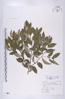 藏品(蘭嶼柿)的圖片