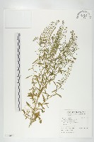 藏品(獨行菜)的圖片