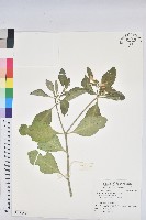 藏品(猩猩草)的圖片