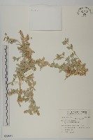 藏品(馬氏濱藜)的圖片