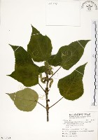 藏品(構樹)的圖片