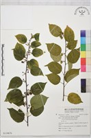 藏品(亞洲濱棗)的圖片