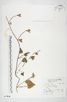 藏品(紅花野牽牛)的圖片