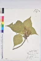 藏品(血桐)的圖片