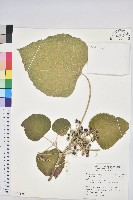 藏品(蟲屎)的圖片