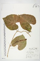 藏品(圓萼天茄兒)的圖片